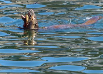 Le repas d'une Loutre des rivières