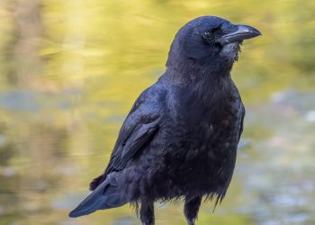 Grand corbeau