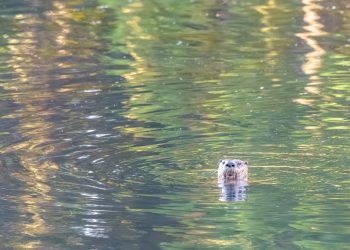 Loutre des rivières