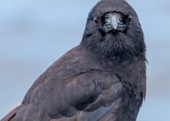 Grand corbeau