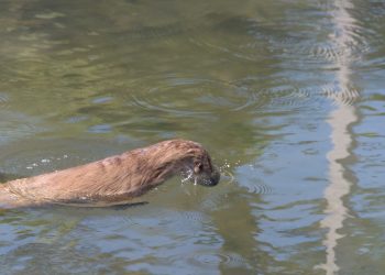 loutre des rivières