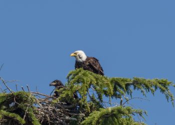 Animaux, Canada, Pygargue à tête blanche