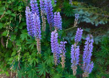 Lupins