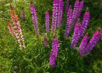 Lupins