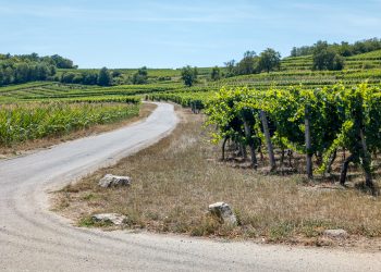 Dans les vignobles